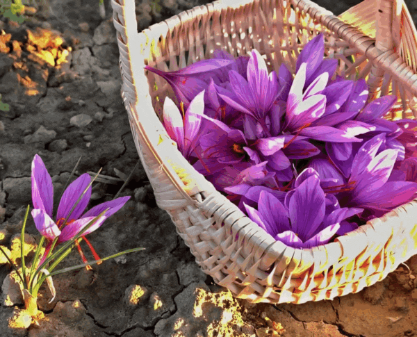 Saffron Harvesting